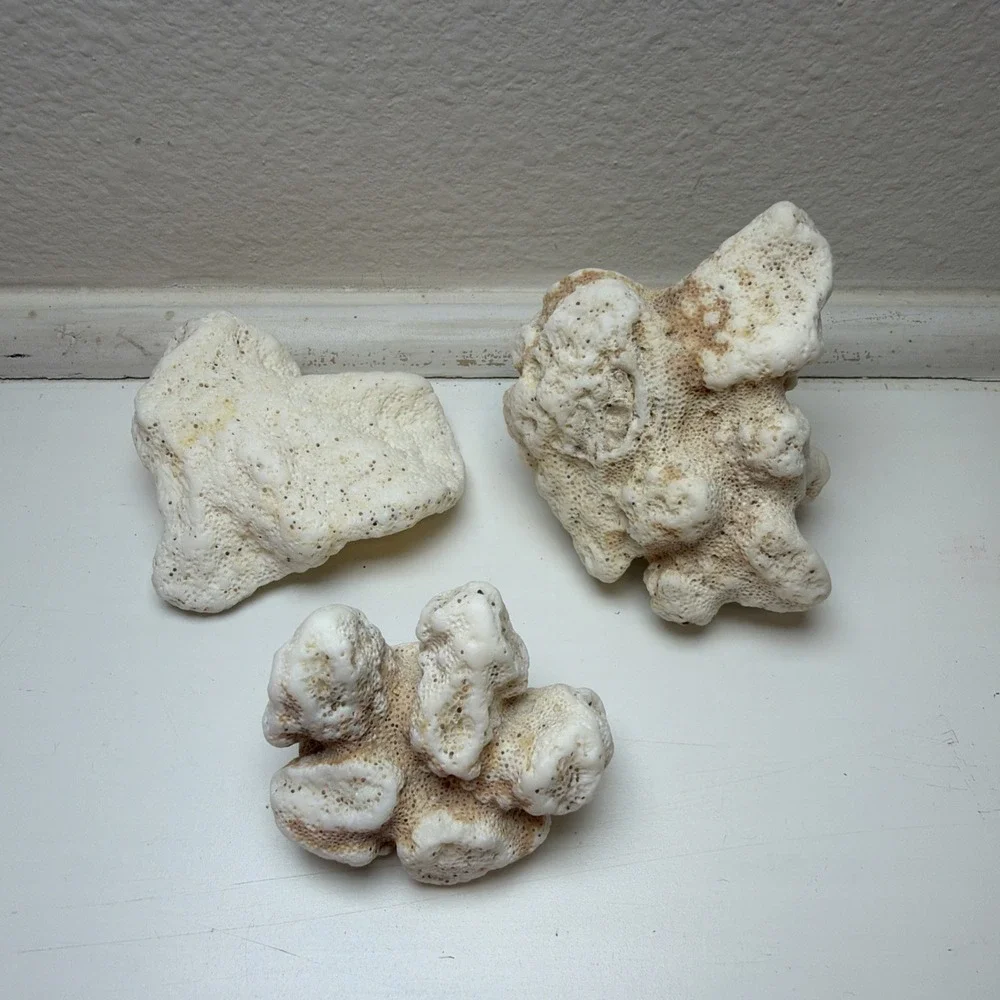 Fossilized‎ Coral Three Pieces